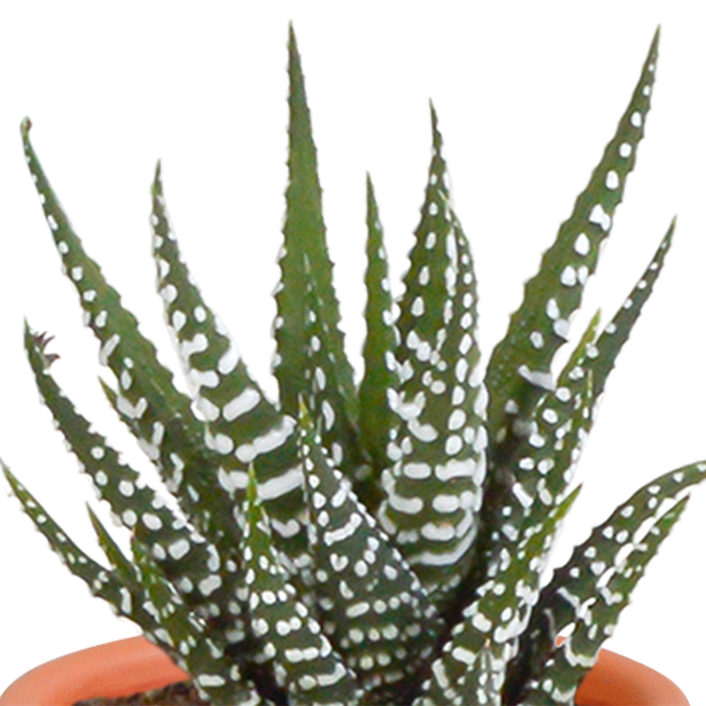 🌵 Cactus & Vetplanten Mix  In terracotta pot – (15 stuks)