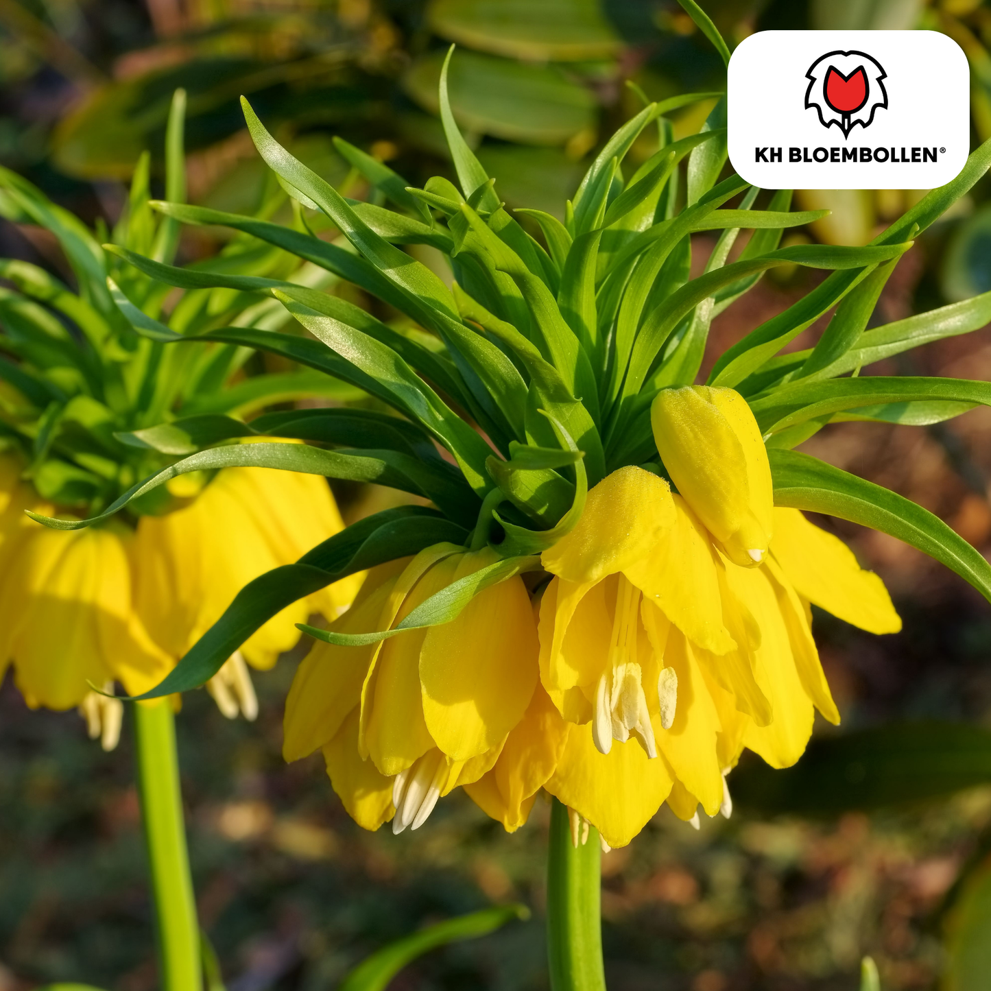 🌼 Fritillaria imperialis ‘Lutea’  Keizerskroon Geel & Insectenwerend (5 stuks)