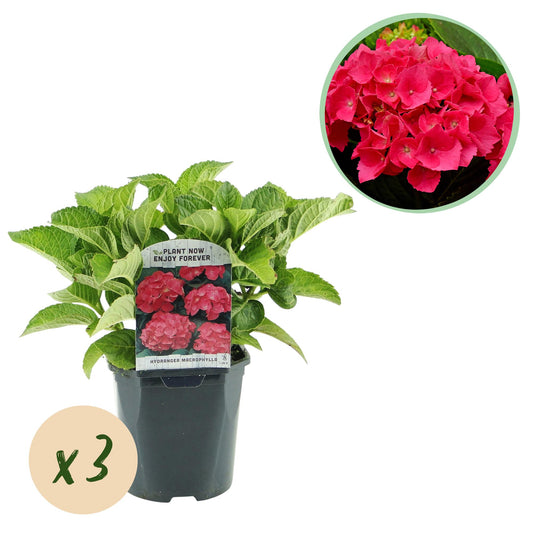 ❤️ Hydrangea macrophylla – Rode Hortensia (3 Stuks)