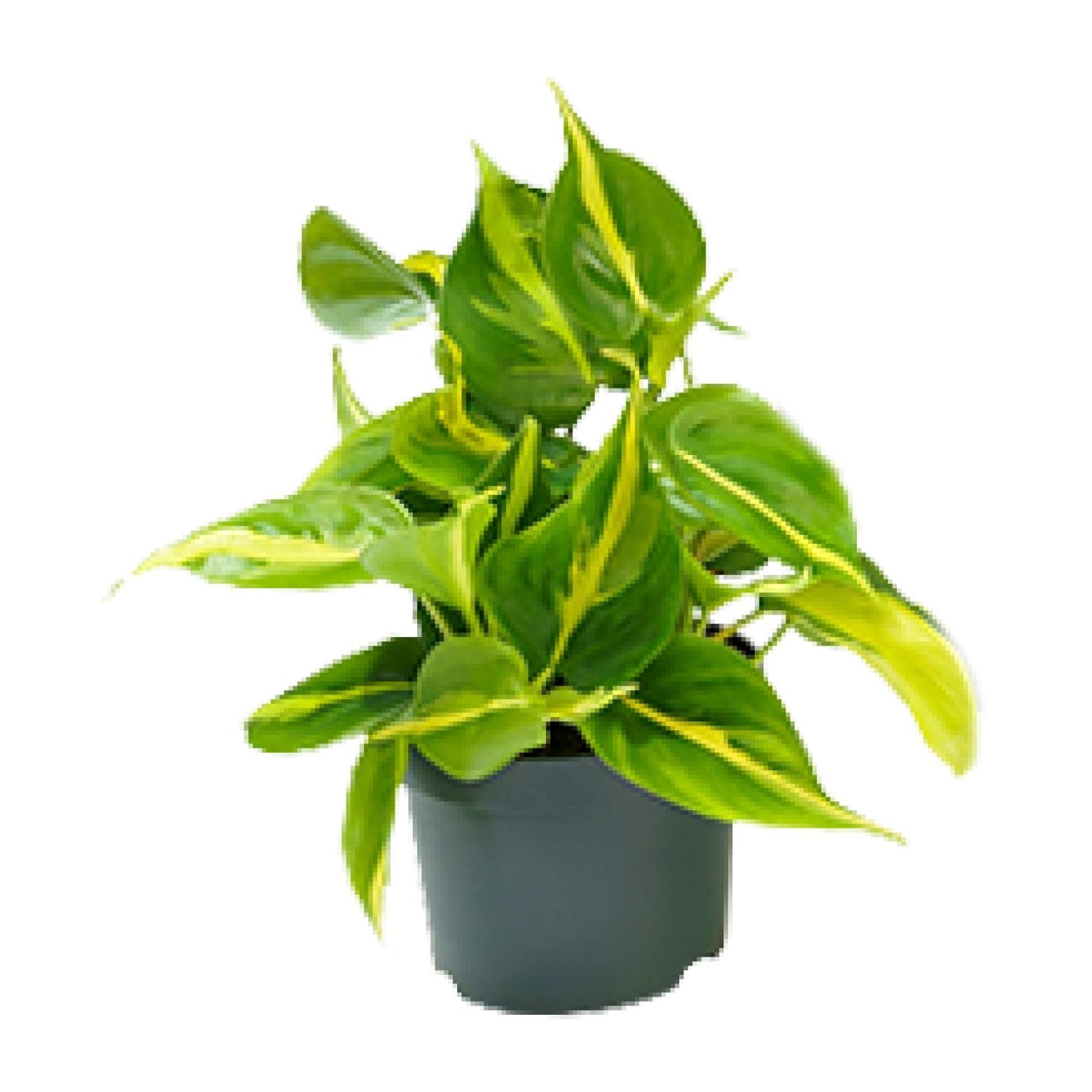 🌿 Philodendron Scandens ‘Brasil’ | Sterke Hangplant met Geelgroen Blad