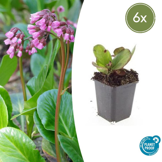 🌸 Bergenia cordifolia ‘Herbstblüte’ – Schoenlappersplant (6 Stuks)