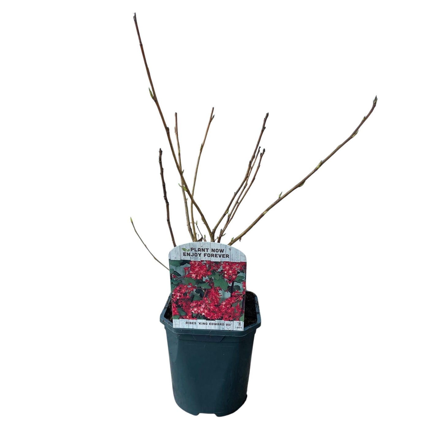 ❤️ Ribes sanguineum ‘King Edward’ – Sierbes