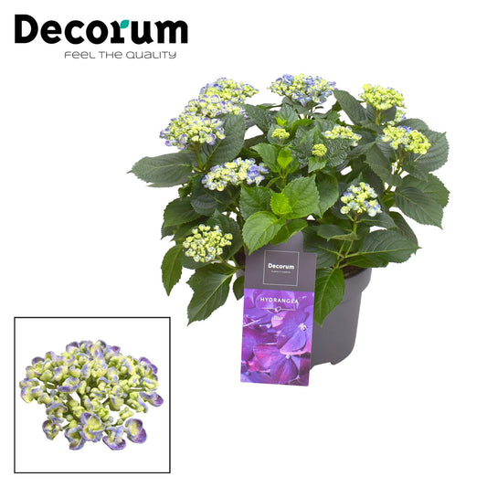 🌸 Hydrangea ‘Curly Wurly’ Blauw – Decorum Hortensia