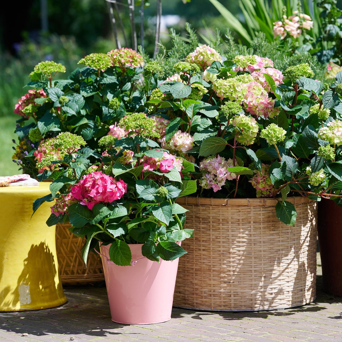 🌸 Hydrangea ‘The Original Pink’ | Hortensia (2 Stuks)