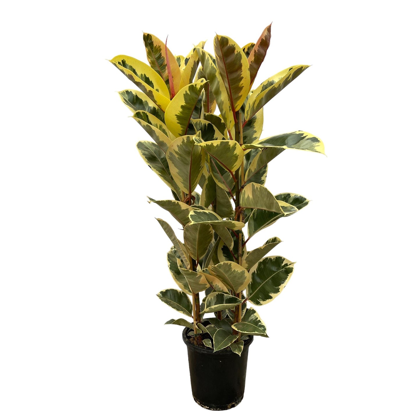 🌿 Ficus Elastica ‘Tineke’ – Grote Rubberplant met Bont Blad
