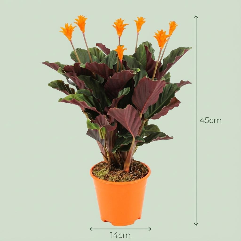 🌿 Calathea Crocata – Pauwenplant | 4 Stuks