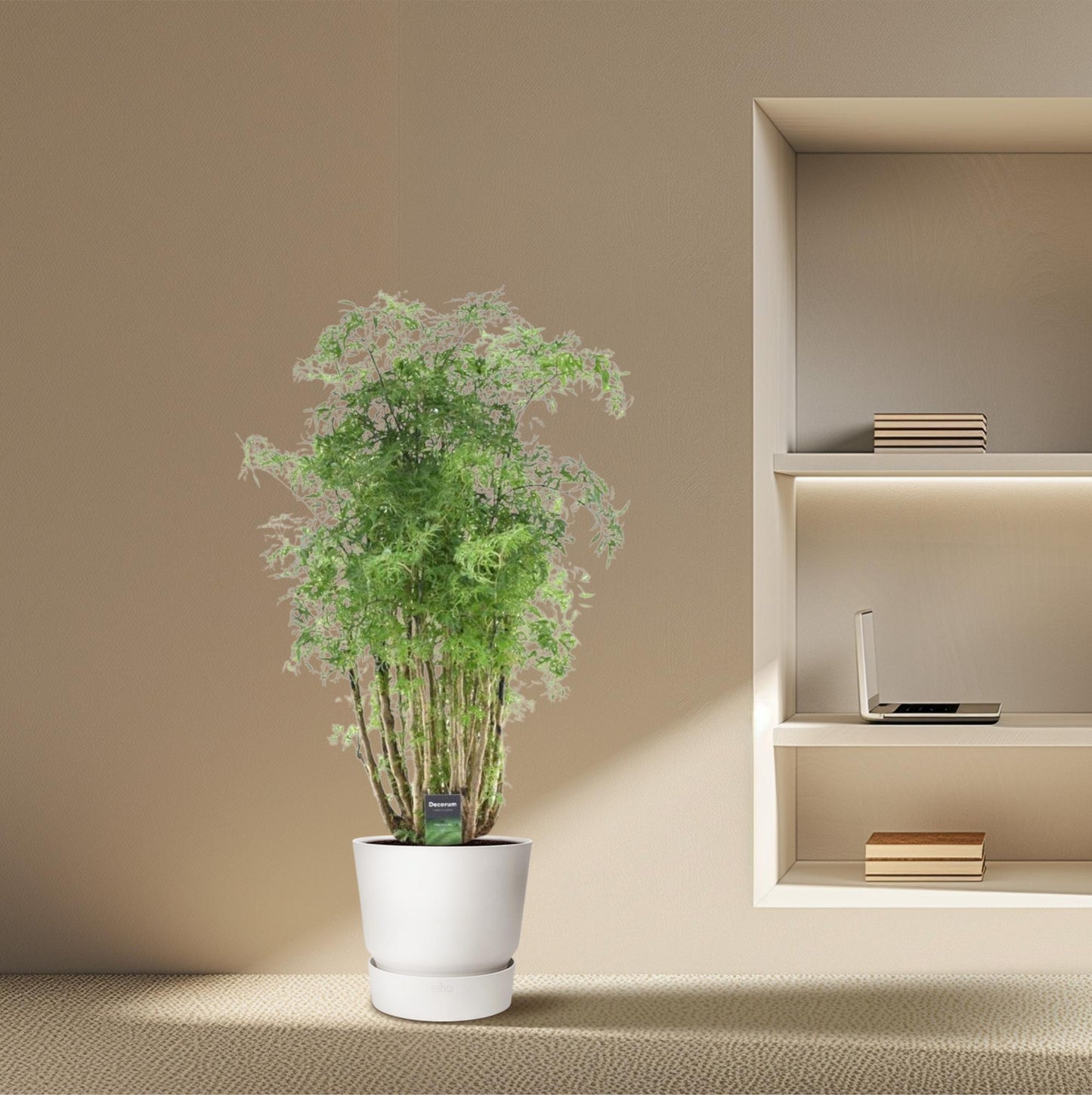 🌿 Polyscias Hawaiiana Ming – Elegante Aralia met Fijn Vertakt Blad