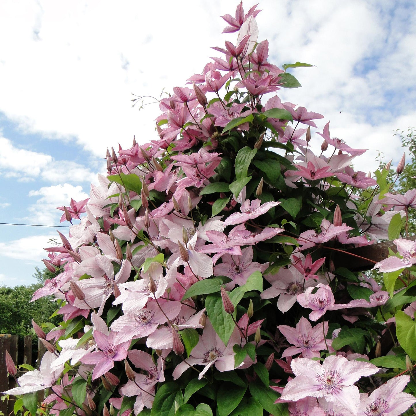 🌸 Clematis ‘Hagley Hybrid’ – Klimplant (2 Stuks)