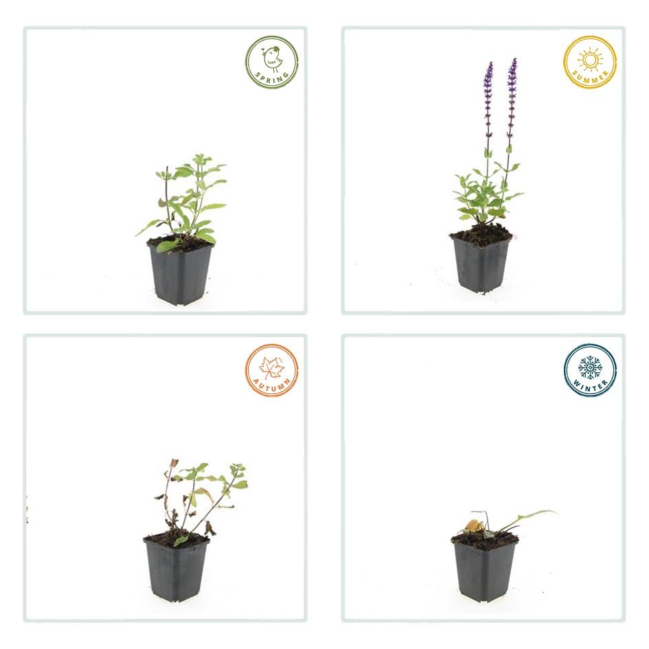 🌸 Salvia nemorosa ‘Caradonna’ – Salie (6 Stuks)