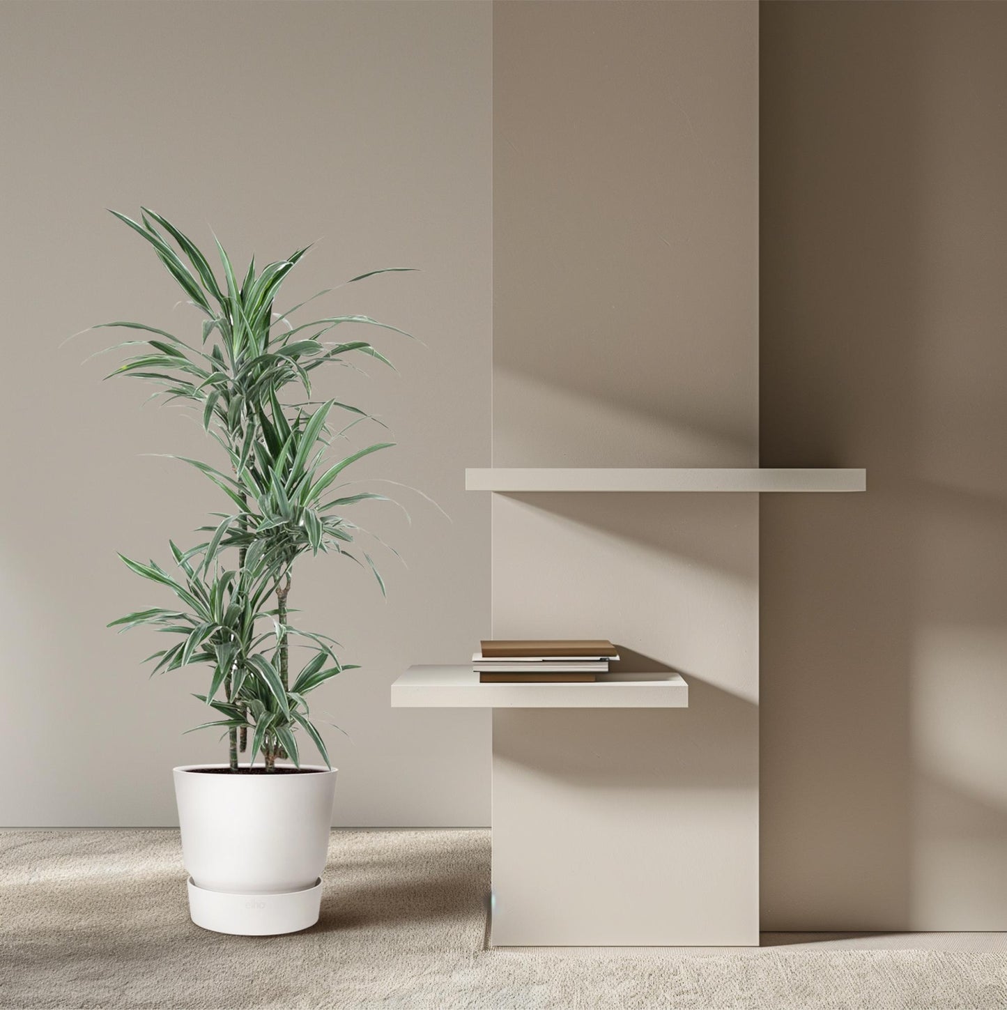 🌿 Dracaena Warneckei | Grote Luchtzuiverende Kamerplant