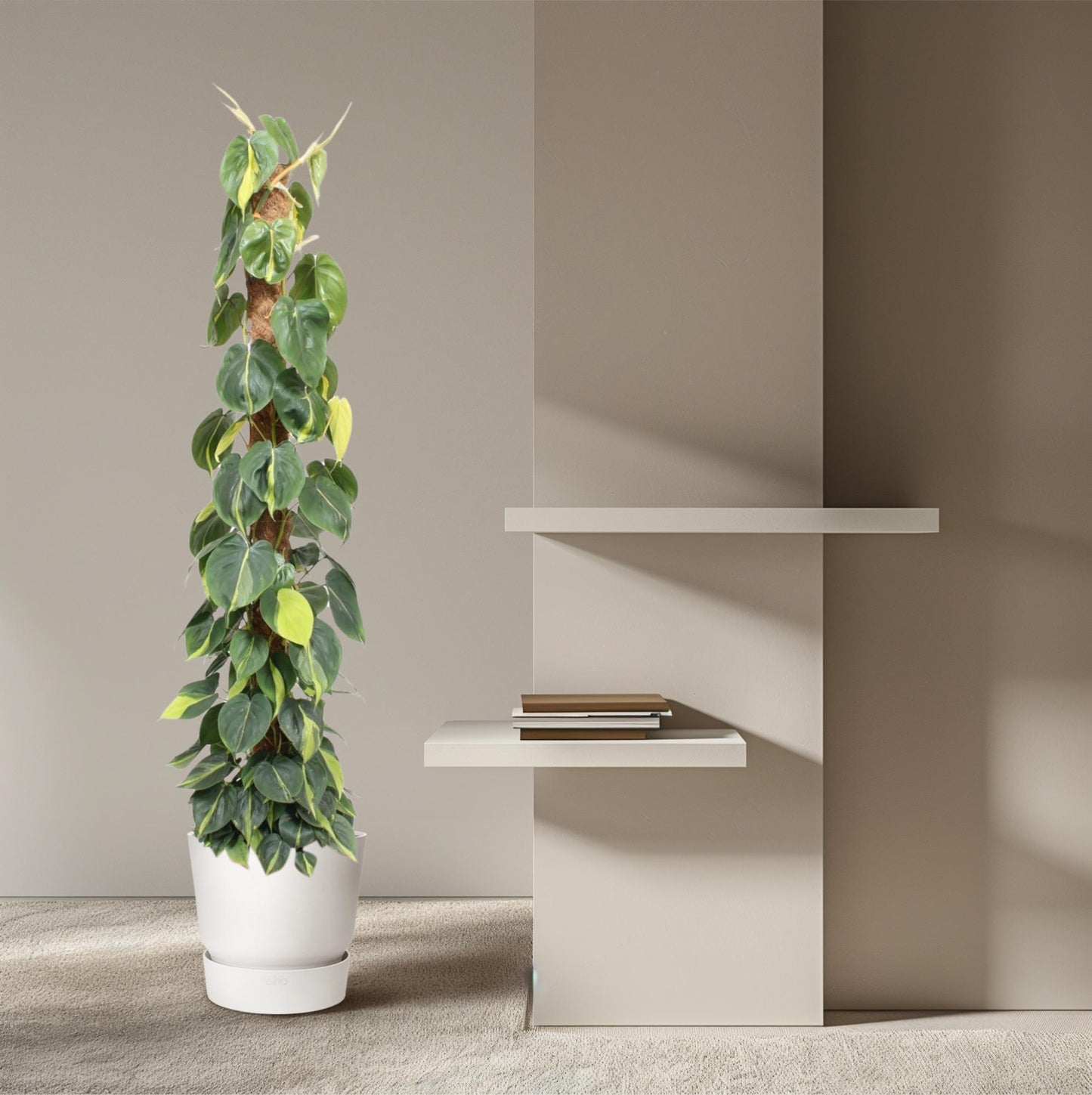 🌿 Philodendron Scandens Brasil | Grote Klimplant met Mosstok