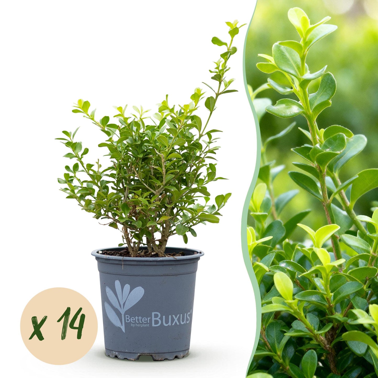 🌿 Buxus 'BetterBuxus Babylon Beauty' – Buxus Haag ( 14 stuks)