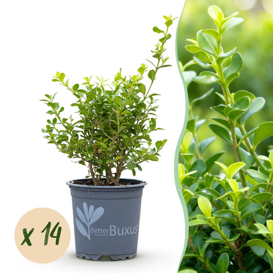 🌿 Buxus 'BetterBuxus Babylon Beauty' – Buxus Haag ( 14 stuks)