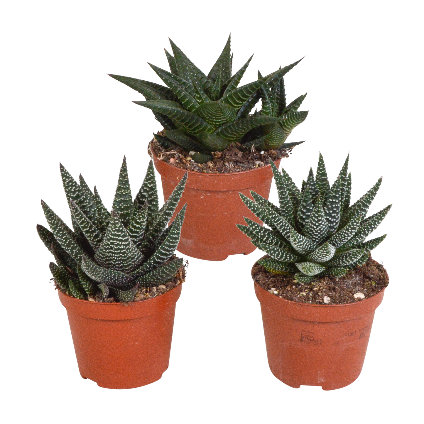 🌵 Gasteria & Haworthia Mix – Zonder pot (3 stuks)