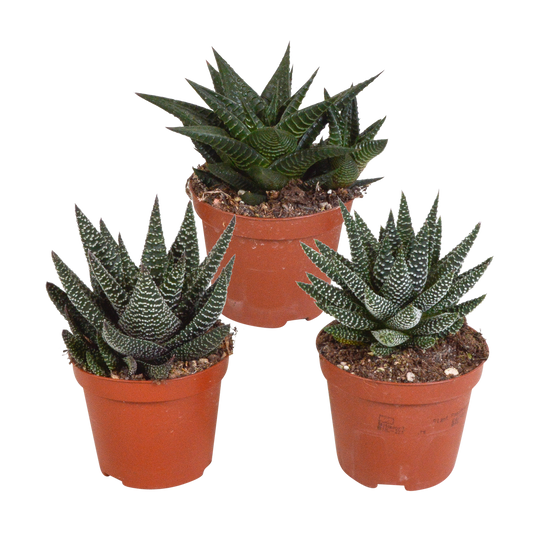 🌵 Gasteria & Haworthia Mix – Zonder pot (3 stuks)