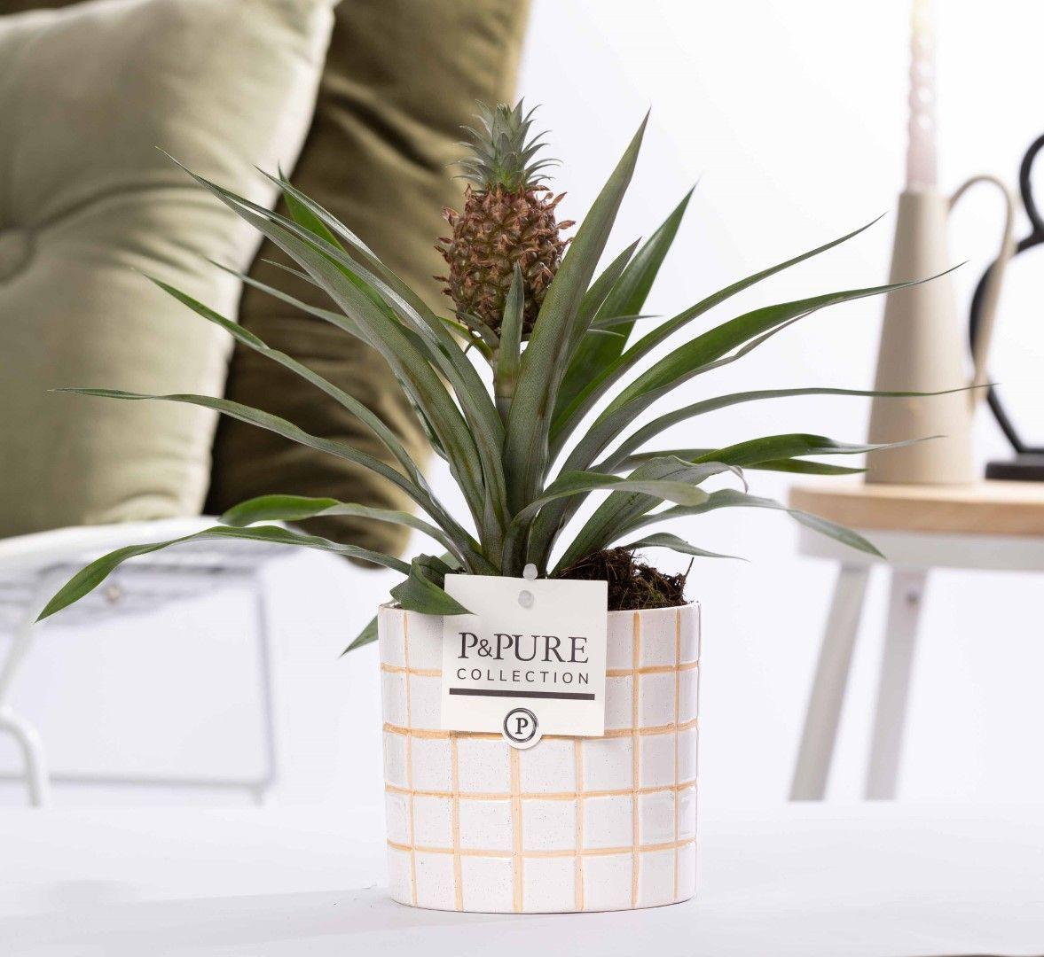 🌿 Ananas comosus ‘Rosita’ – Sierlijke Ananasplant in P&PURE Tirza Ceramics Pot