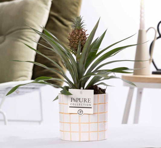 🍍 Ananas Rosita – In P&PURE Tirza Ceramics – Ø12 cm – ↕35 cm | Exotische Kamerplant
