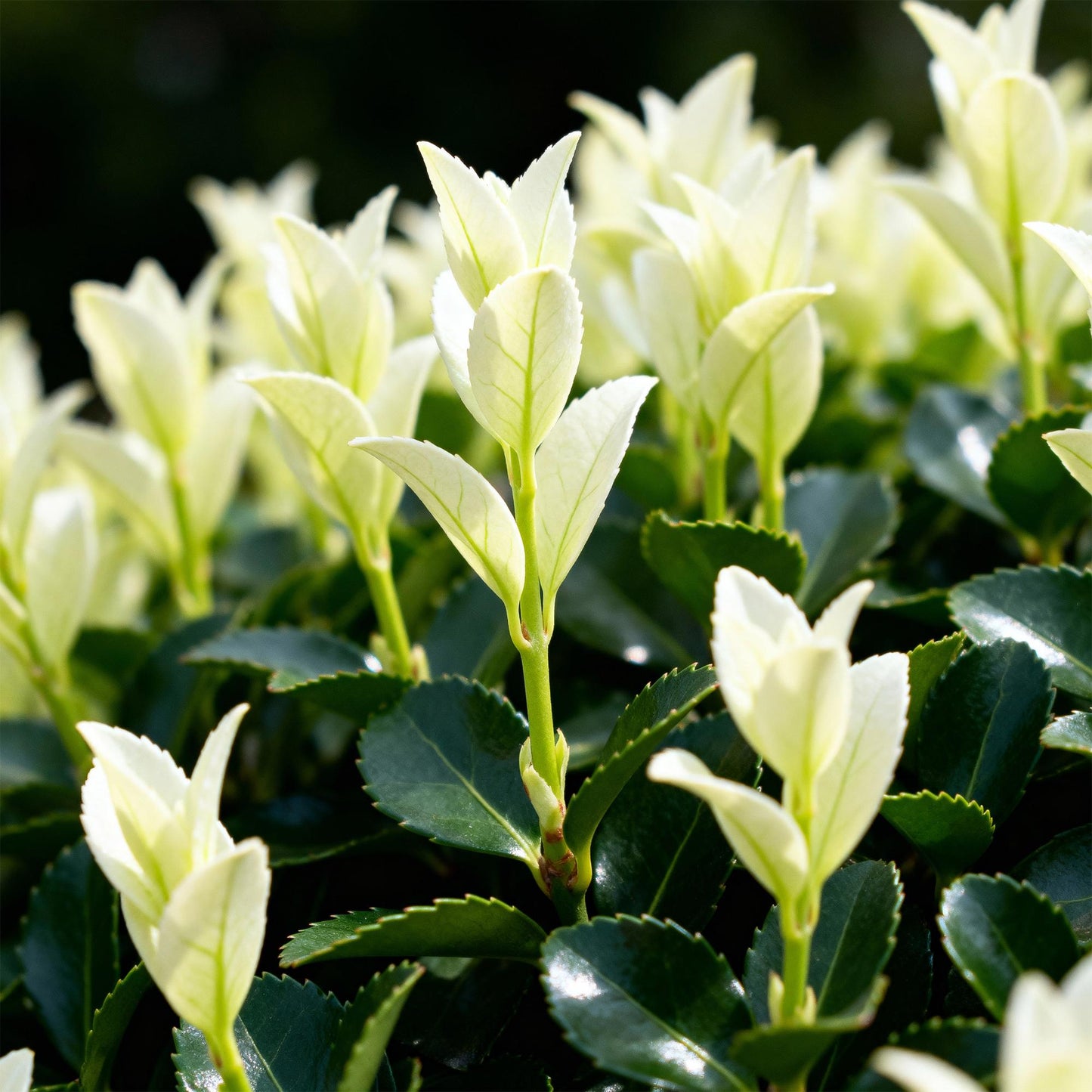 🌿 Euonymus japonica ‘Paloma Blanca’ | Bonte Haagplant (8 Stuks)