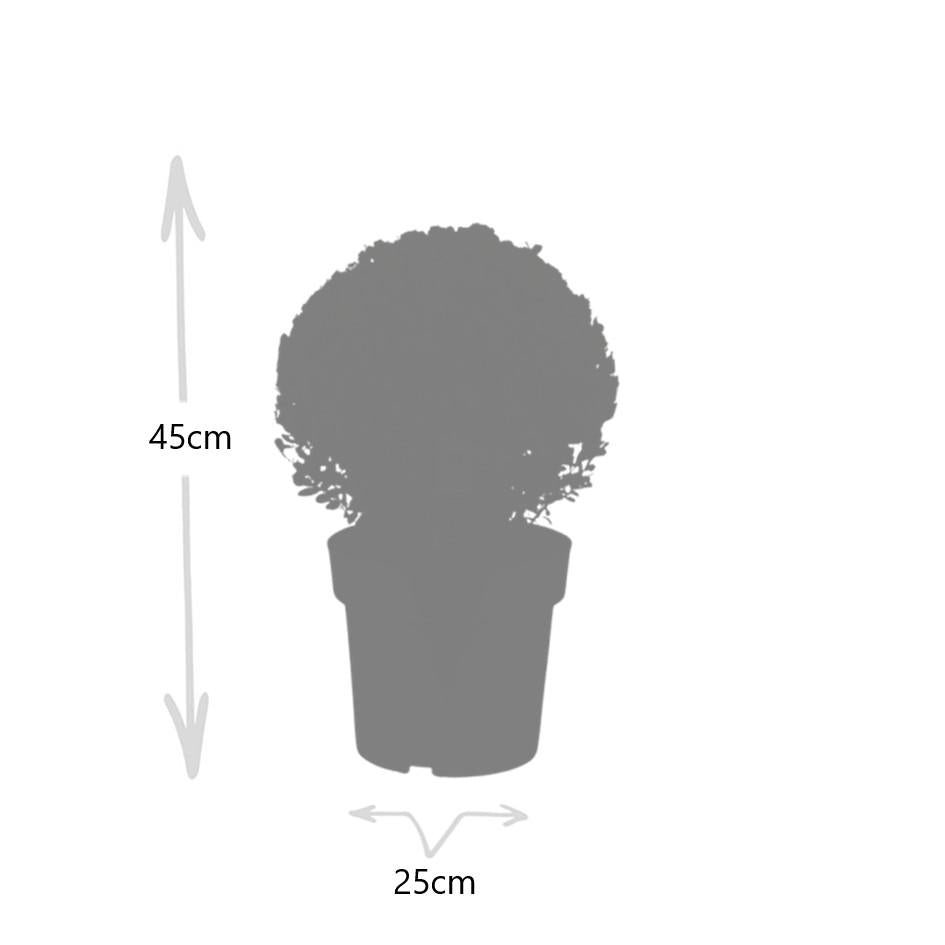 🌿 Ilex crenata ‘Jenny’ Bol XL | Buxus Vervanger (2 Stuks)