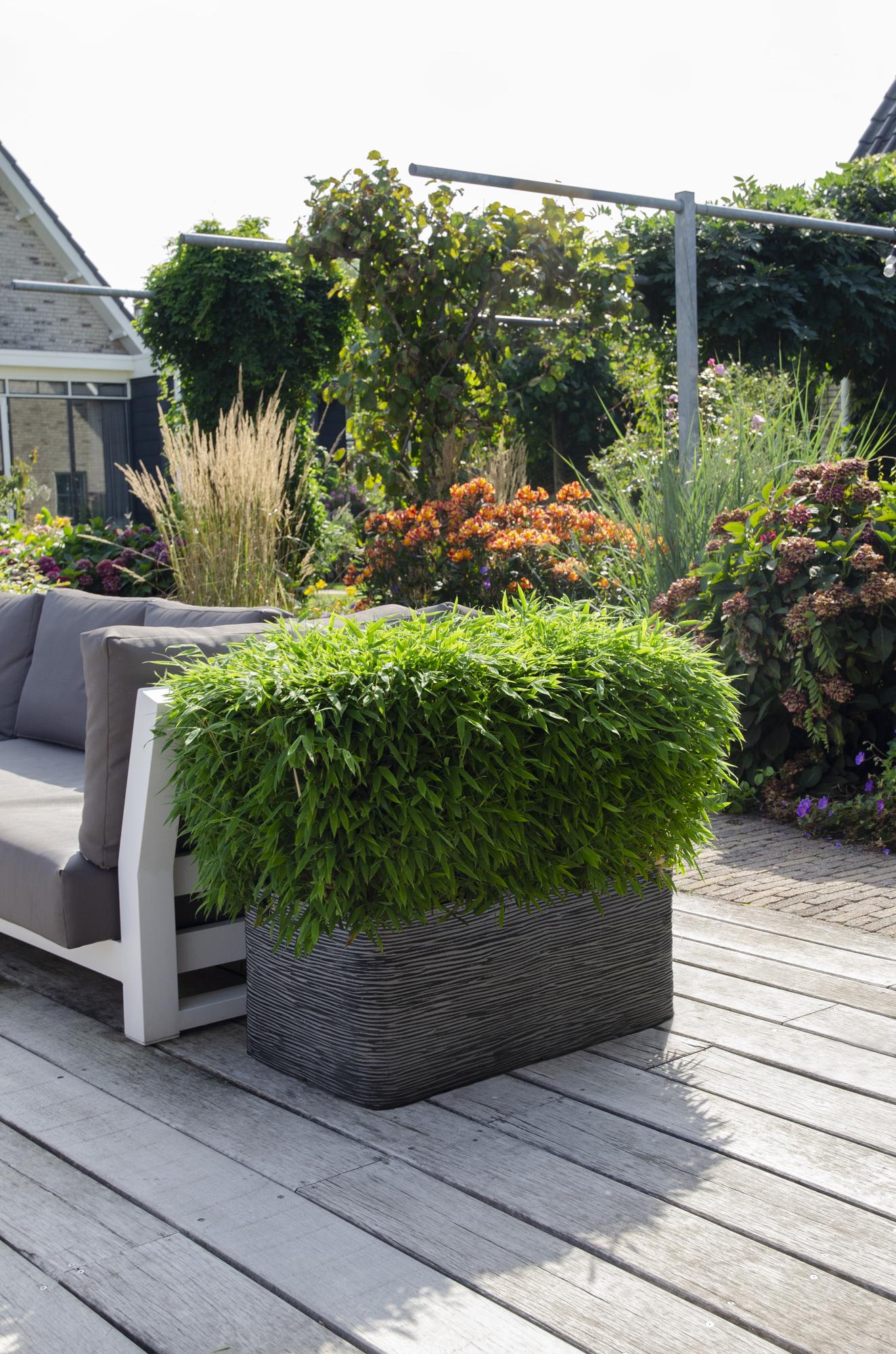 🎋 Fargesia ‘Moontears’® – Compacte Niet-woekerende Bamboe