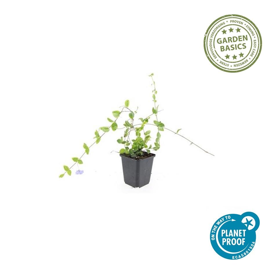 48x Vinca minor ‘Blue and Gold’ – Bodembedekker – ↕10-25 cm – Ø9 cm