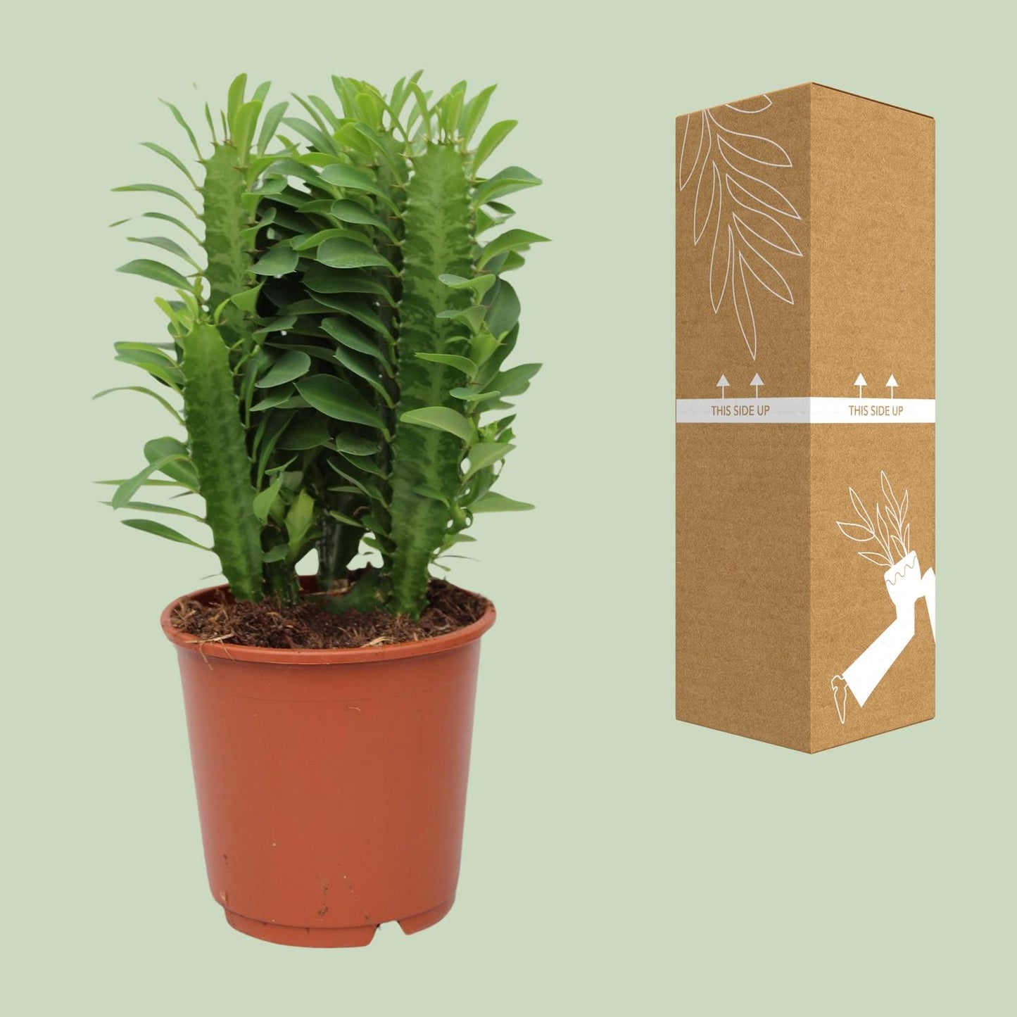 🌵 Euphorbia Trigona | Afrikaanse Melkboom