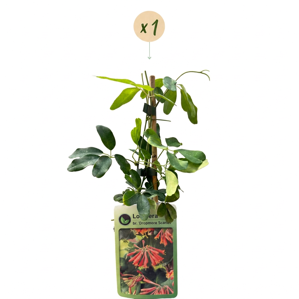 🌺 Lonicera × brownii ‘Dropmore Scarlet’ – Kamperfoelie – Rood-oranje klimplant