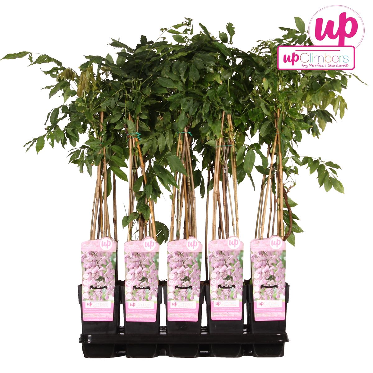 🌸 Wisteria floribunda ‘Rosea’ – Roze Blauwe Regen