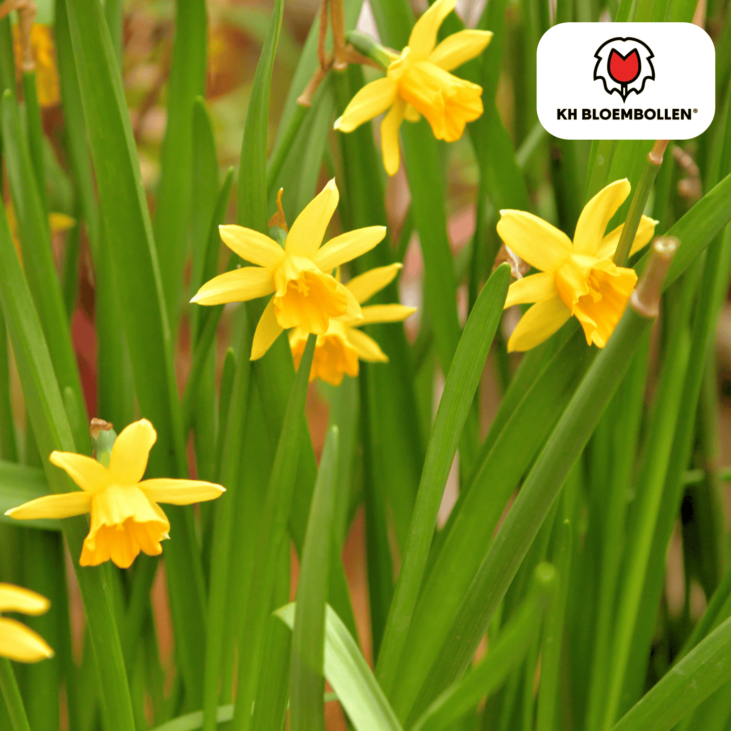 🌼 Narcis ‘Tête-à-Tête Vroege Voorjaarsbloeier & Bijenlokker (25 stuks)