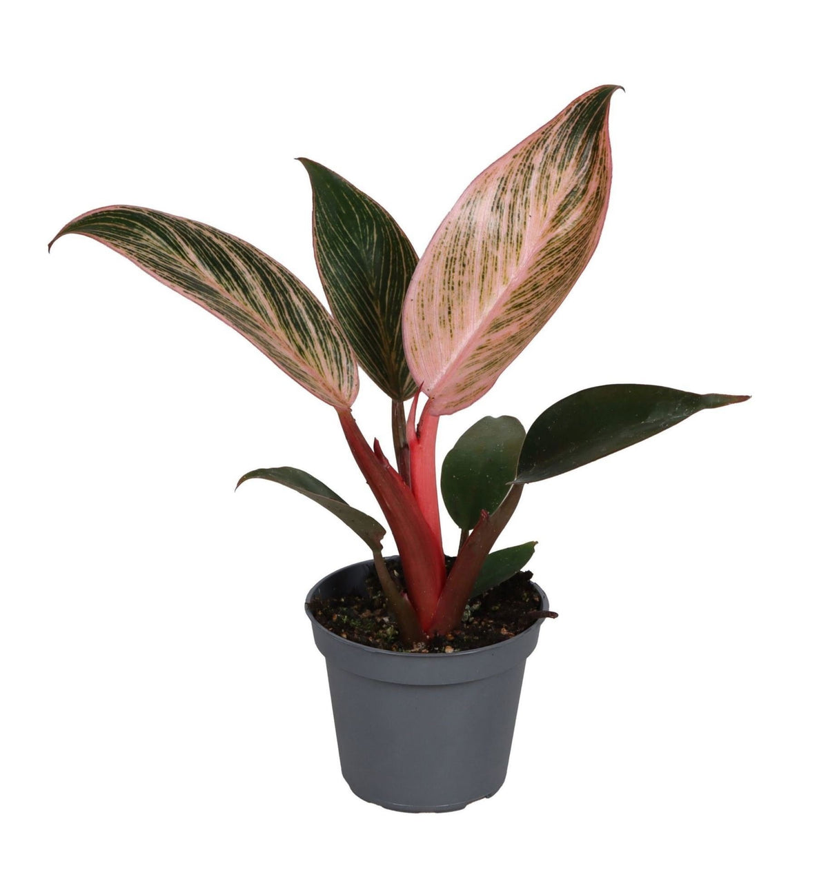 🌸 Philodendron ‘Pink Bikini’ – Roze gestreepte kamerplant