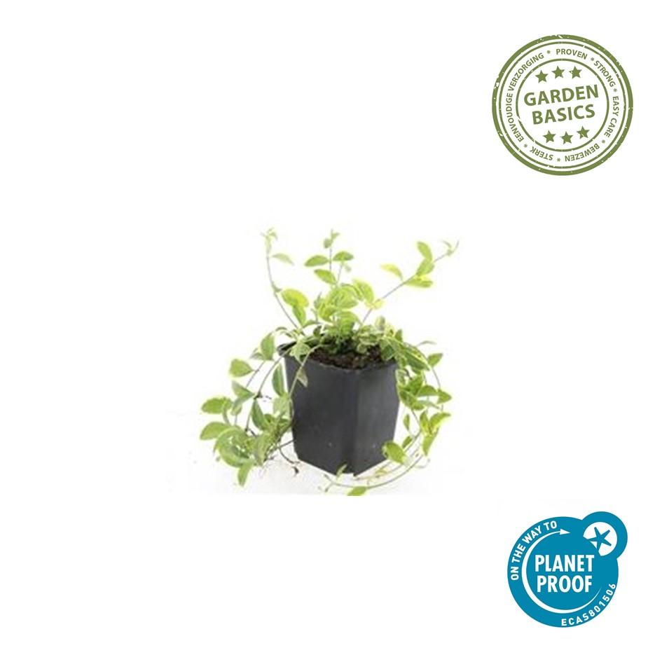 🌿 Vinca minor ‘Aureovariegata’ – Winterharde Bonte Bodembedekker (24 stuks)