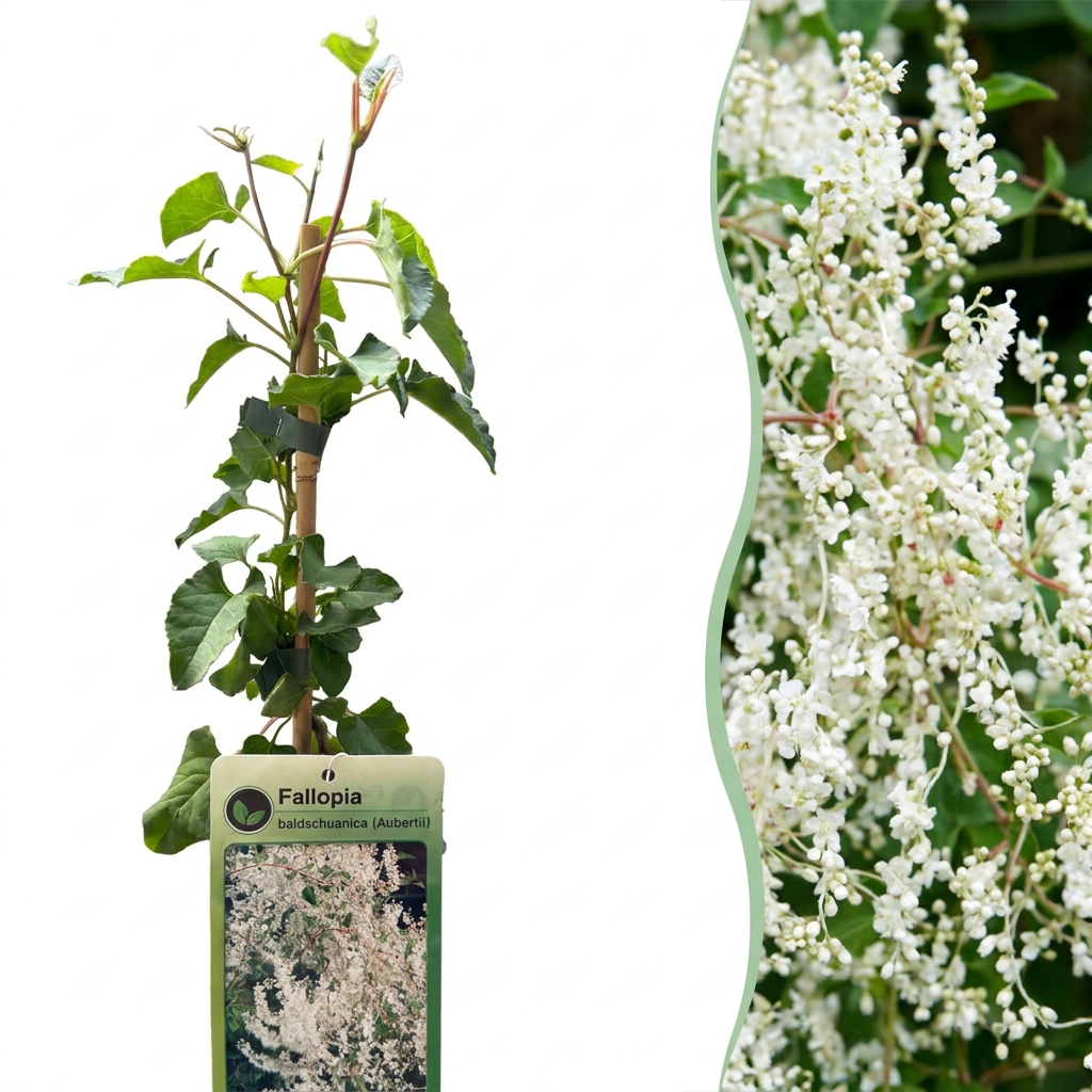 🤍 Fallopia aubertii – Bruidssluierplant – Witte klimplant