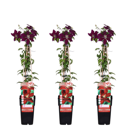 🌸 Clematis ‘Niobe’ – Klimplant (3 Stuks)