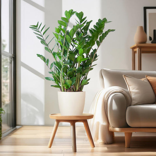 🌿 Zamioculcas Zamiifolia – ZZ Plant met Vibers Pot Wit