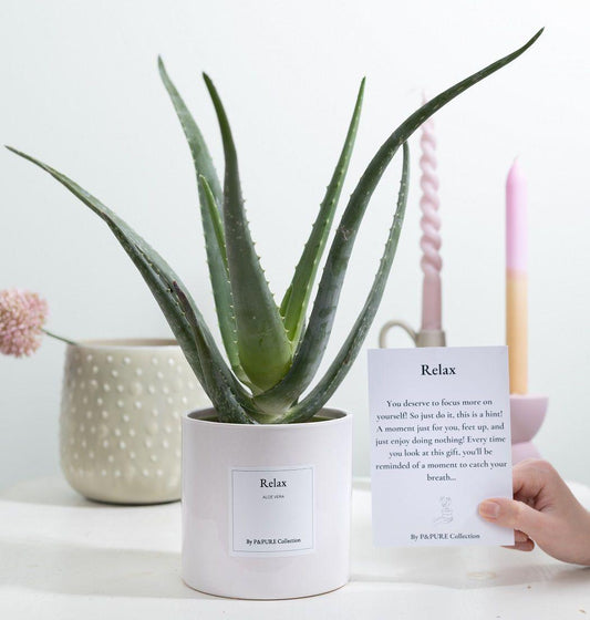 🌿 Aloe Vera Gift “Relax” – Met Wenskaart – Ø12 cm – ↕40 cm | Kamerplant & Cadeau