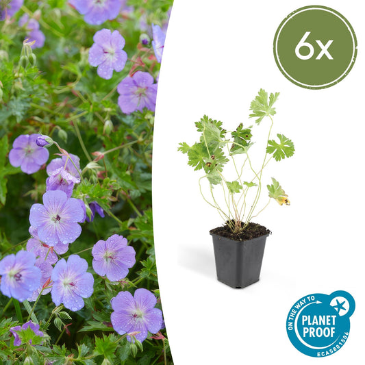 💜 Geranium ‘Rozanne’ – Winterharde Langbloeiende Vaste Plant (6 stuks)