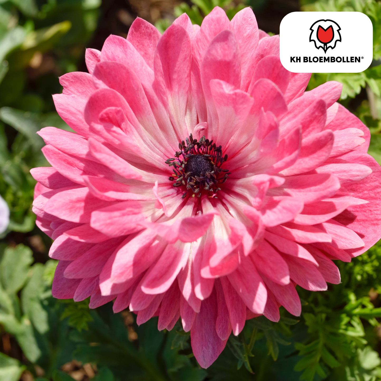 Anemonen Dubbel 🌼 | Mix van Bloembollen – Rijkbloeiend & Kleurrijk (30 stuks)