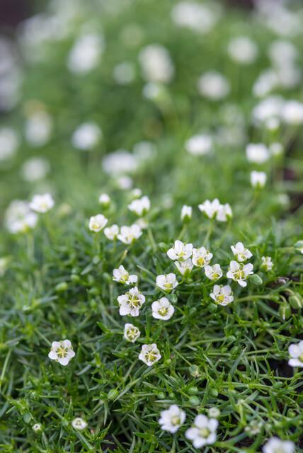 24x Sagina subulata – Iers mos – Bodembedekker – Pot Ø9cm – Hoogte 10-25cm