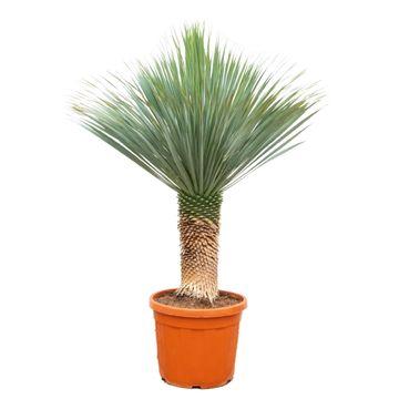 🌵 Yucca rostrata