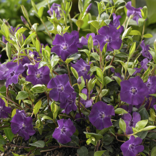 🌿 Vinca minor ‘Atropurpurea’ – Winterharde Paarsbloeiende Bodembedekker (6 stuks)