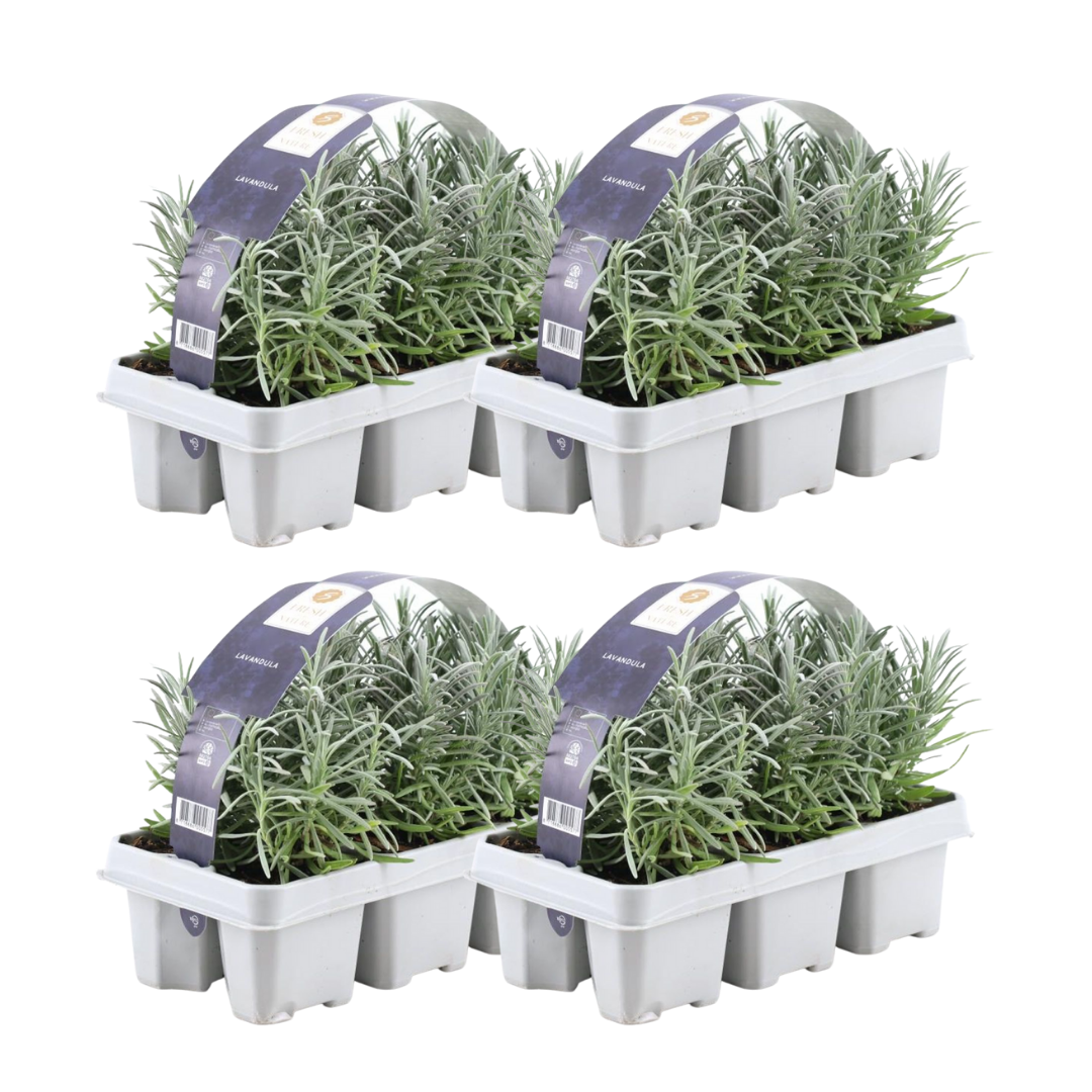💜 Lavandula angustifolia – Lavendel Set | (24 stuks)
