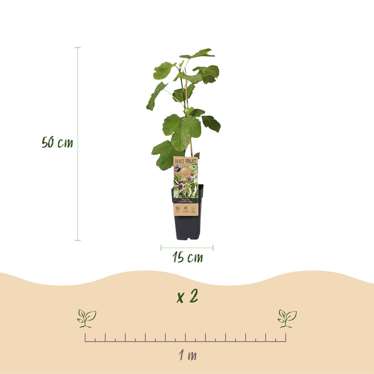 🌿 Ficus carica ‘Little Miss Figgy’ – Vijgenboom (2 Stuks)