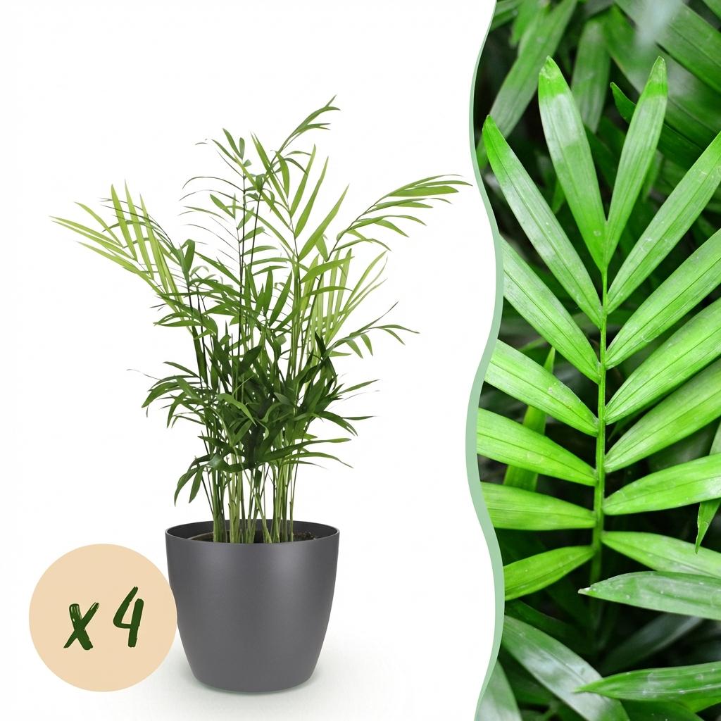 🌿 Chamaedorea elegans | Goudpalm met Grijze Pot (4 Stuks)