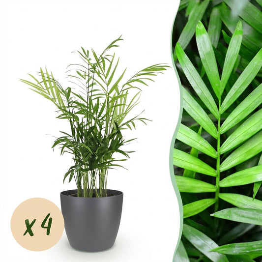 🌿 Chamaedorea elegans | Goudpalm met Grijze Pot (4 Stuks)