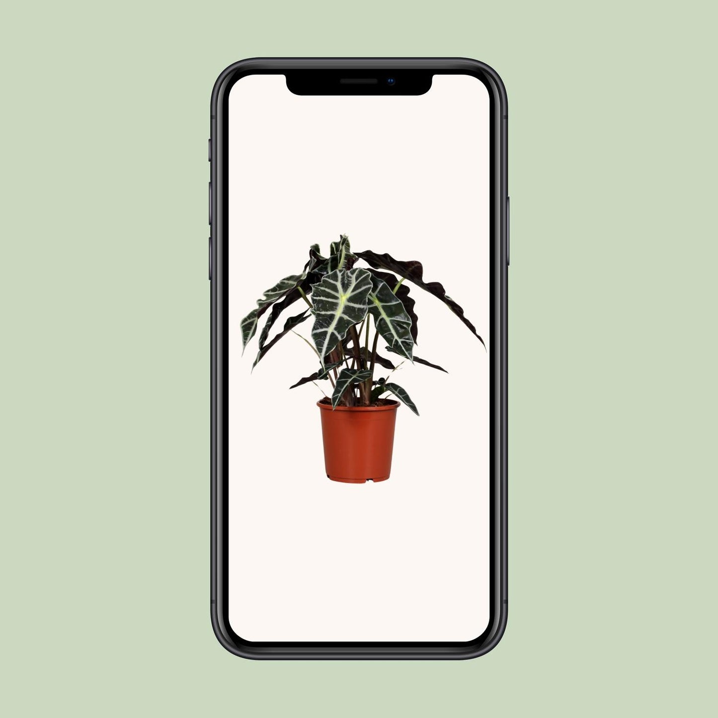🌿 Alocasia Polly | Compacte Olifantsoor Kamerplant