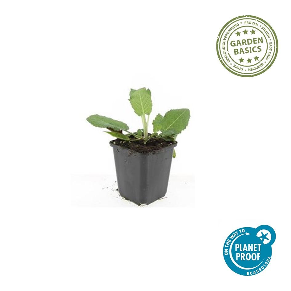 🌸 Salvia nemorosa ‘Mainacht’ – Salie (6 Stuks)