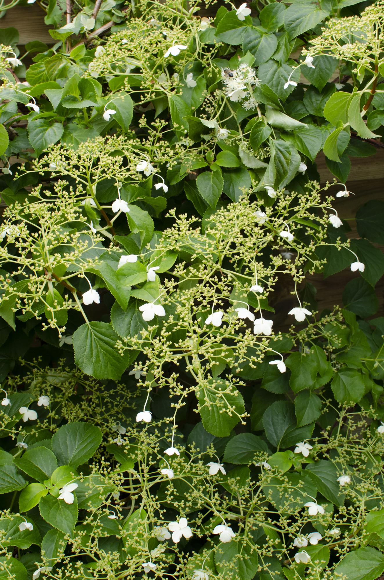 🌸 Hydrangea petiolaris – Klimhortensia (3 Stuks)