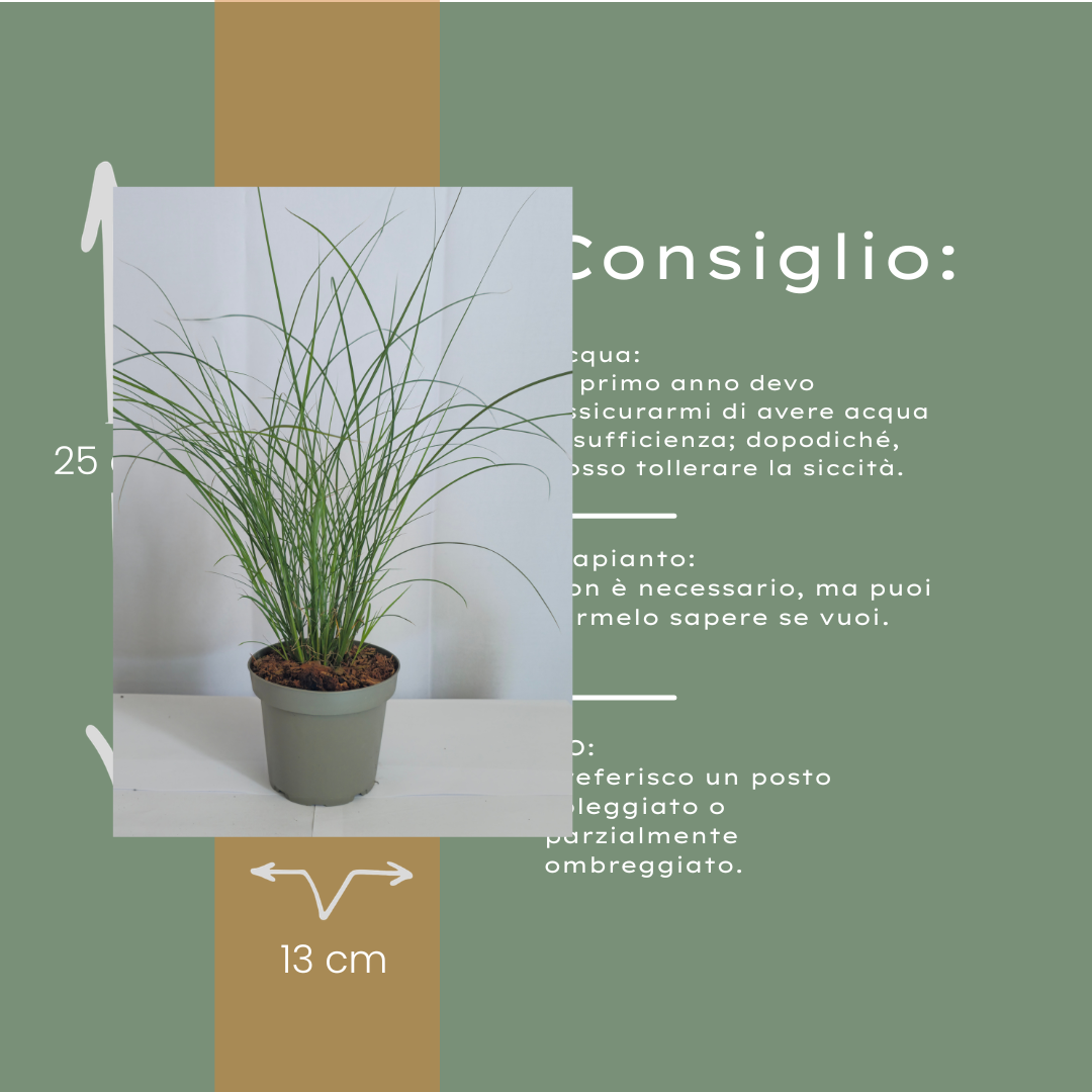 🌾 Miscanthus sinensis 'Gracillimus' – Prachtriet | 3 stuks