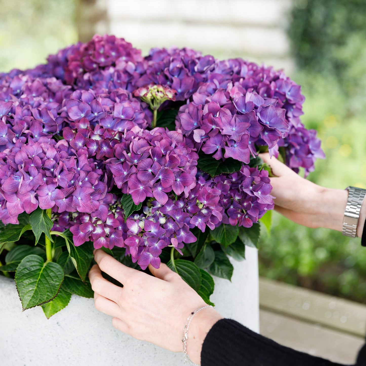 🌸 Hydrangea Forever & Ever Paars – Hortensia | 2 Planten