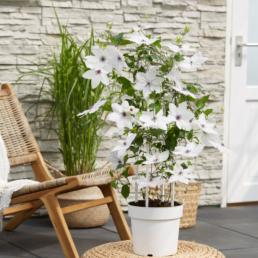 🌸 Clematis Garland ‘Tsukiko’ – Sierlijke Japanse Clematis